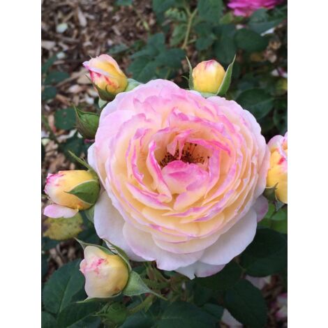 Rosier Générosa® 'Fiona Gélin'® Pot de 4L/5L