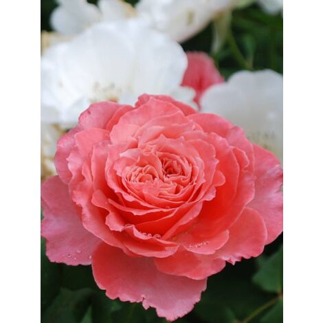 Rosier Générosa® 'Laurent Cabrol'® Pot de 4L/5L