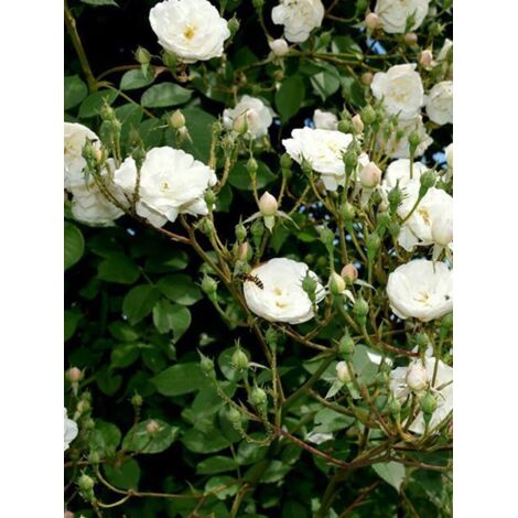 Rosier grimpant 'Aimée Vibert' Pot de 4L/5L