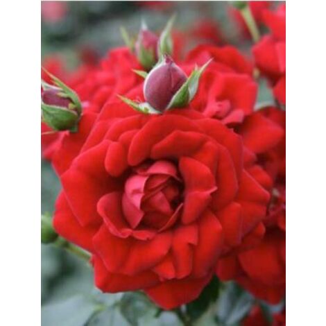 Rosier grimpant 'Amadeus' Pot de 4L/5L