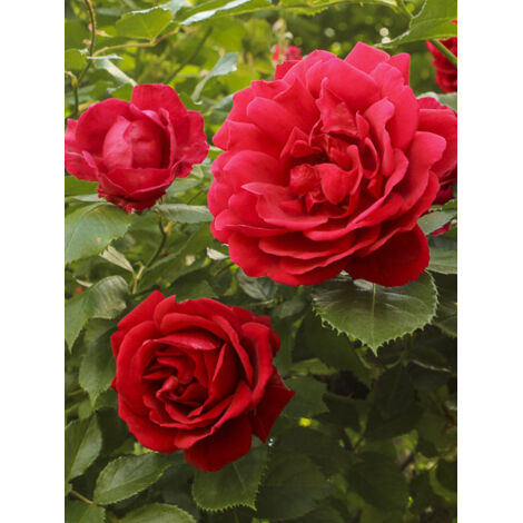 Rosier grimpant 'Blaze Superior' Pot de 4L/5L