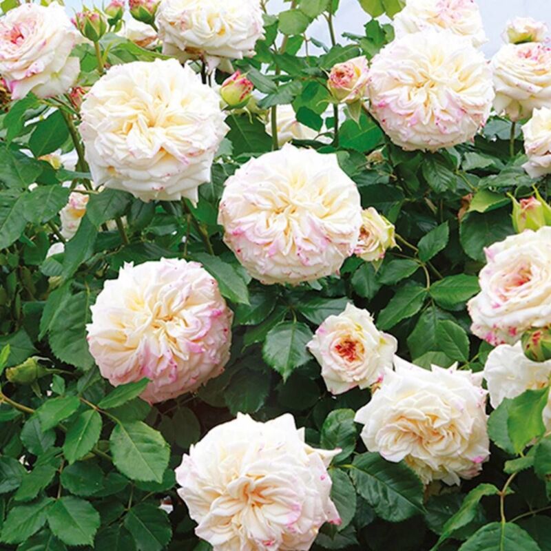 Rosier grimpant Château de la Bussière® 'Evechanti' | Pot de 5L