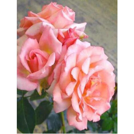 Rosier grimpant 'Compassion' Pot de 4L/5L