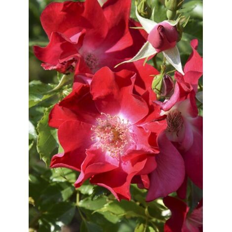 Rosier grimpant 'Dortmund' Pot de 4L/5L