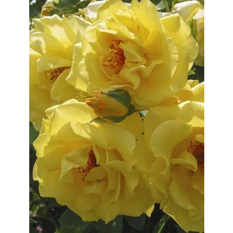 Rosier grimpant 'Golden Gate ' Pot de 4L/5L