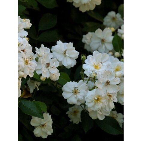 Rosier grimpant 'Guirlande d'Amour' Pot de 4L/5L