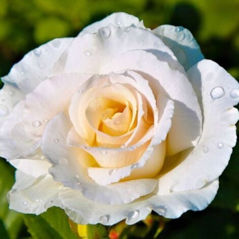 PÉPINIÈRES NAUDET Rosier Grimpant 'Iceberg' (Rosa 'Iceberg')