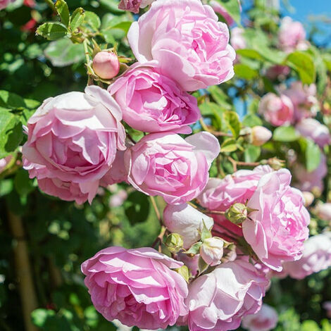 Rosier grimpant Jasmina Korcentex - Le rosier, racines nues, 3 branches. - Willemse