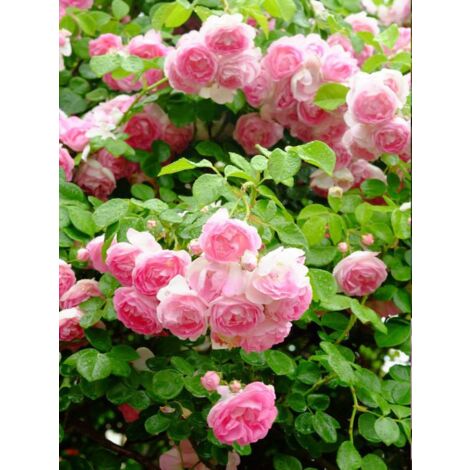 Rosier grimpant 'Jasmina' Pot de 4L/5L