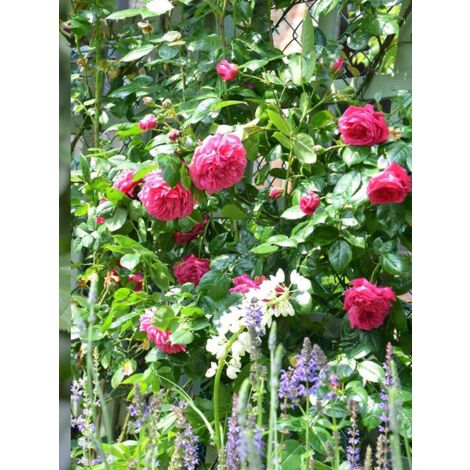 Rosier grimpant 'Laguna' Pot de 4L/5L