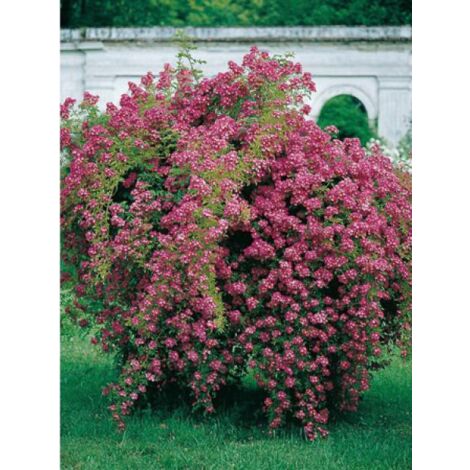 Rosier grimpant 'Maria Lisa' Pot de 4L/5L