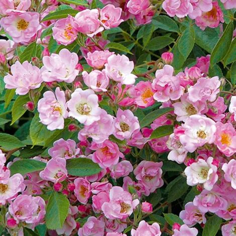 Rosier grimpant Marietta Silva Tarouca | Pot de 5L