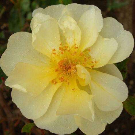 Rosier grimpant Mermaid | Pot de 1,5L - Tuteur bambou 30/60 cm