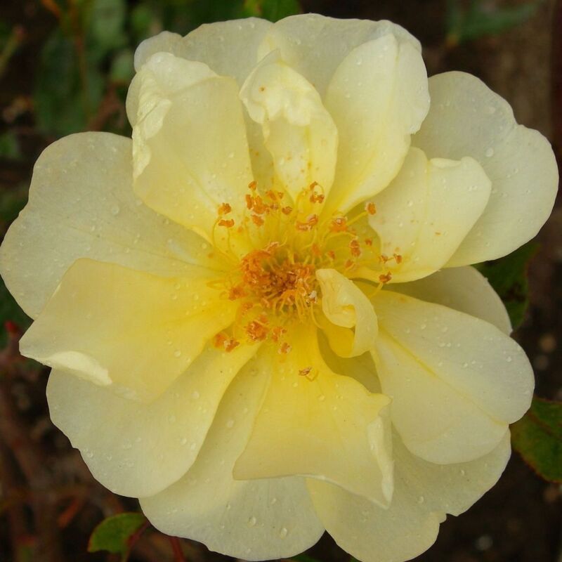 Rosier grimpant Mermaid/Pot de 1,5L - Jaune