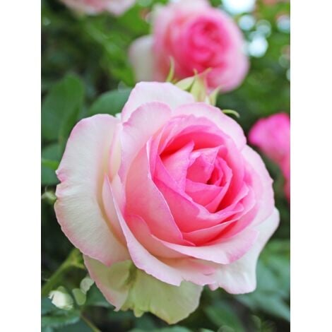 LE JARDIN DU PIC VERT Rosier grimpant 'Pierre De Ronsard' Pot de 4L/5L
