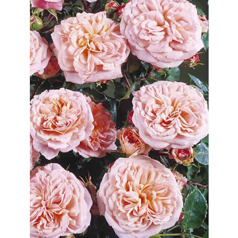 Rosier grimpant 'Pirouette' Pot de 4L/5L