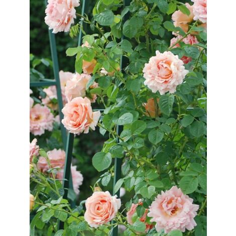 Rosier grimpant 'Polka' Pot de 4L/5L