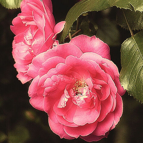Rosier grimpant Pompon de Paris – Miniature avec fleurs roses en bouquets – Exposition ensoleillée ou légèrement ombragée – Croissance modérée