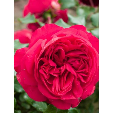 Rosier grimpant 'Red Eden Rose' Pot de 4L/5L