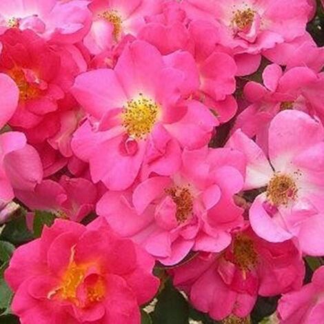 Rosier grimpant Rose bonbon® 'Evefrais' | Pot de 5L