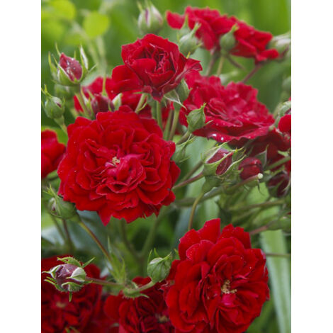 Rosier grimpant 'Siluetta Crimson' Pot de 4L/5L