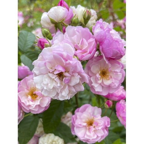 Rosier grimpant 'Siluetta Lavender' Pot de 4L/5L