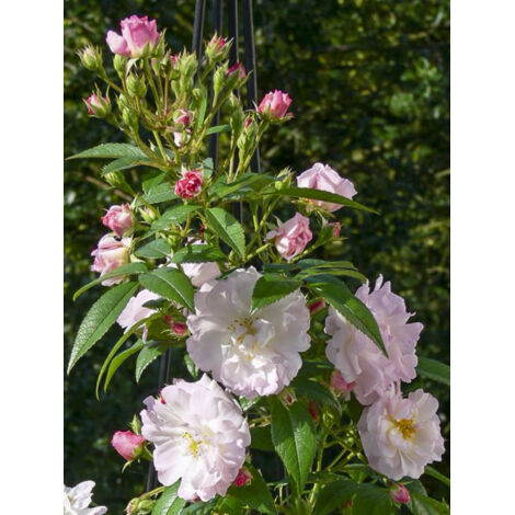 Rosier grimpant 'Siluetta Romantic' Pot de 4L/5L