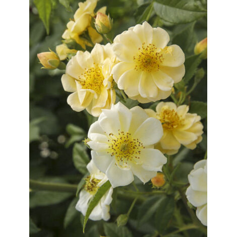 Rosier grimpant 'Siluetta Sunny' Pot de 4L/5L