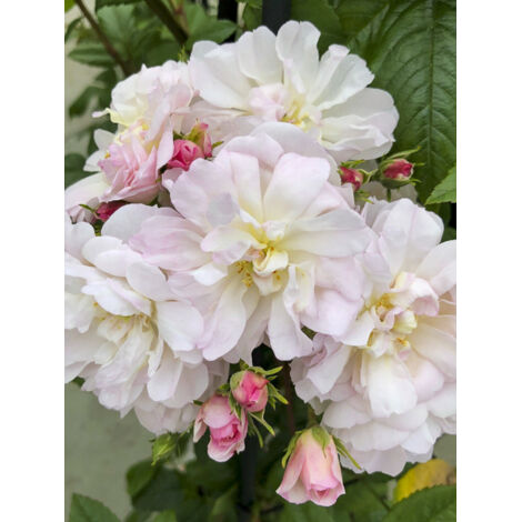 Rosier grimpant 'Siluetta Sweet' Pot de 4L/5L