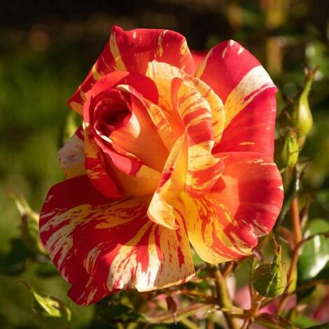 Pot Ø 17cm Fleurs rose-orange Rosier hybride de Thé Hauteur 40 cm RosaAugusta Louise 
