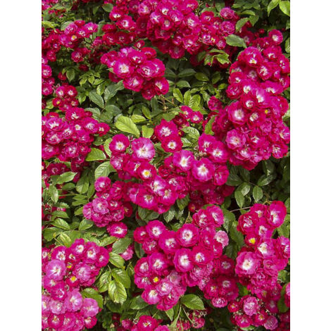 Rosier grimpant 'Wilderode' Pot de 4L/5L