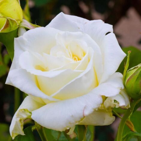 PÉPINIÈRES NAUDET Rosier 'Jean Paul ll'