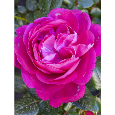 Rosier 'Jingle Bells' Pot de 4L/5L