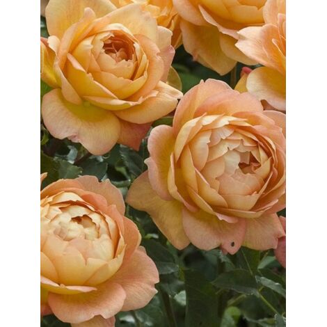 Rosier 'Lady Of Shalott' Pot de 4L/5L