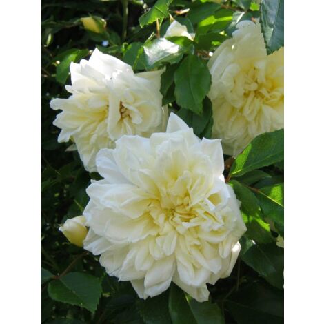 Rosier liane 'Alberic Barbier' Pot de 4L/5L