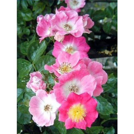 Rosier liane 'American Pillar' 600 cm – Fleurs rose carminé – Pot de 4L/5L – Très résistant jusqu'à -23°C