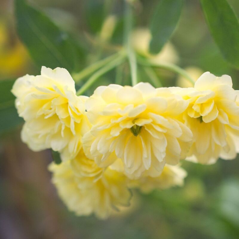 Rosier liane Banksiae Lutea/Godet - Jaune