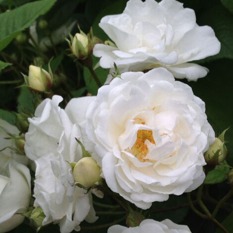 Rosier liane de Banks Purezza/Pot de 3L  à fleurs Blanche - feuillage Caduc - port grimpantPot de 3L - Echelle bambou 60/120 cm - hauteur à maturité