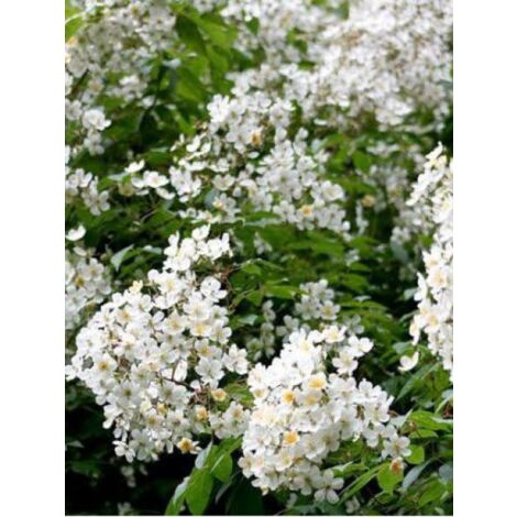 Rosier liane 'Kiftsgate' Pot de 4L/5L