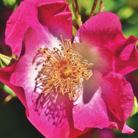 Rosier liane Maria Lisa | Pot de 5L