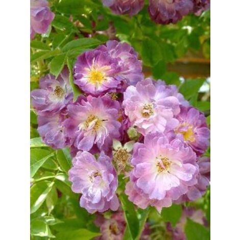Rosier liane 'Veilchenblau' Pot de 4L/5L