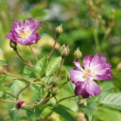 JAVOY PLANTES Rosier liane 'Veilchenblau' - rosa 3L