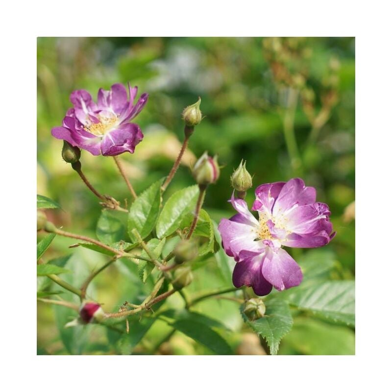 Javoy Plantes - Rosier liane 'Veilchenblau' - rosa 3L