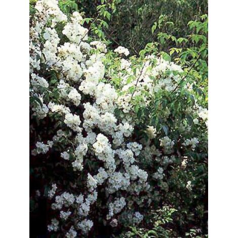 Rosier liane 'Wedding Day' Pot de 4L/5L