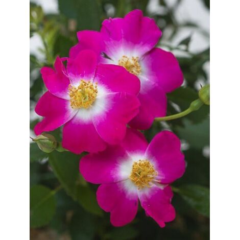 Rosier 'Libertas ' Pot de 4L/5L