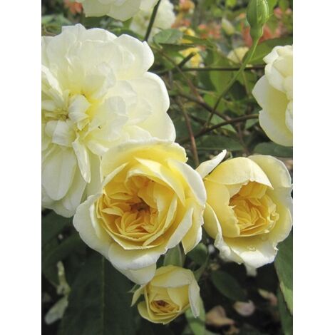 Rosier 'Malvern Hills' Pot de 4L/5L