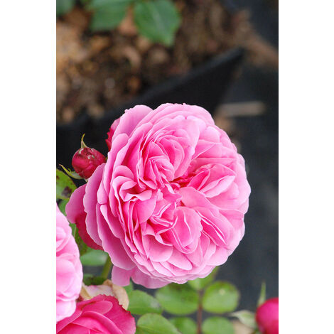 Rosier Meilland®'Leonard de Vinci' Taille du pot - Pot de 5 Litres