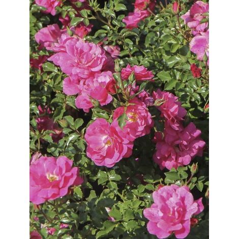 Rosier 'Mirato' Pot de 2L/3L
