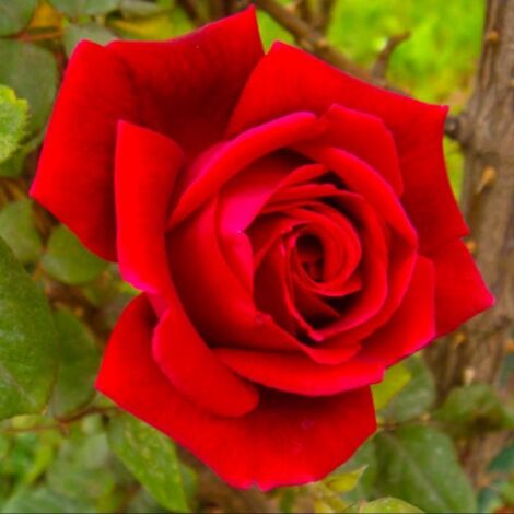Rosier 'Mister Lincoln'