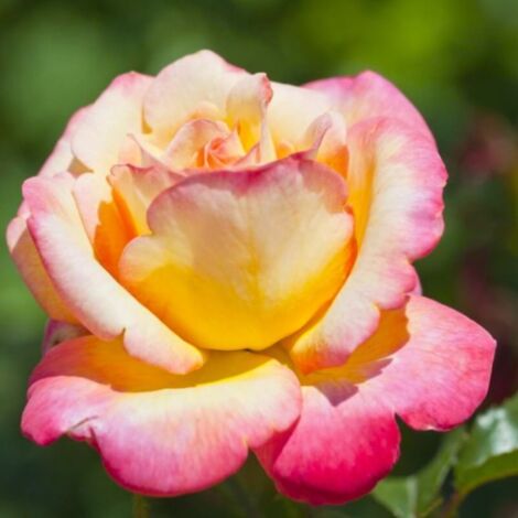 Rosier 'Mme A. Meilland'